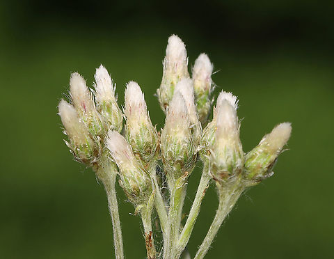 Pussytoes - Antennaria sp. Habitat: Meadow/pond edge
https://www.jungledragon.com/image/104955/pussytoes_-_antennaria_sp.html Geotagged,Spring,United States