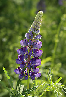 Wild perennial lupine