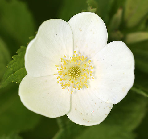 Canada Anemone - Anemonastrum canadense Basal leaves; flowers with five, white petals and more than 13 stamen.

Habitat: Meadow/lake edge Anemonastrum,Anemonastrum canadense,Geotagged,Spring,United States