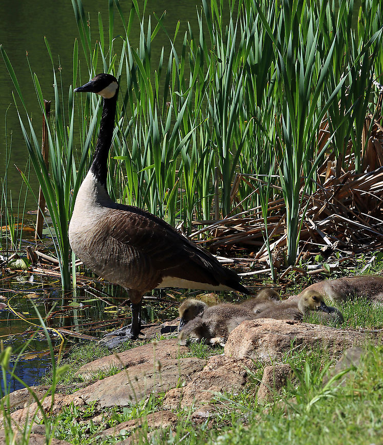 Canada Geese - Branta canadensis Scary goose and adorable goslings.<br />
<br />
Habitat: Pond Branta,Branta canadensis,Canada goose,Geese,Geotagged,Spring,United States,goslings