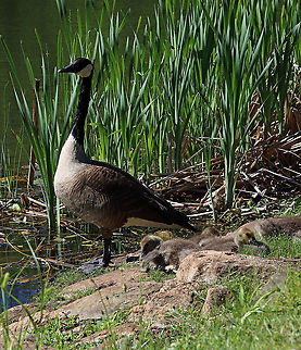 Canada Geese - Branta canadensis Scary goose and adorable goslings.

Habitat: Pond Branta,Branta canadensis,Canada goose,Geese,Geotagged,Spring,United States,goslings