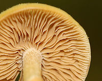 Kuehneromyces marginellus <br />
<br />
Habitat: Deciduous forest<br />
https://www.jungledragon.com/image/105000/unidentified_mushroom.html<br />
https://www.jungledragon.com/image/104999/unidentified_mushroom.html Geotagged,Kuehneromyces marginellus,Spring,United States,fungus,mushroom