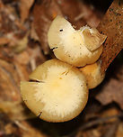Kuehneromyces marginellus <br />
<br />
Habitat: Deciduous forest<br />
https://www.jungledragon.com/image/104998/unidentified_mushroom.html<br />
https://www.jungledragon.com/image/105000/unidentified_mushroom.html Geotagged,Kuehneromyces marginellus,Spring,United States