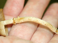 Kuehneromyces marginellus <br />
Habitat: Deciduous forest<br />
https://www.jungledragon.com/image/104998/unidentified_mushroom.html<br />
https://www.jungledragon.com/image/104999/unidentified_mushroom.html Geotagged,Kuehneromyces marginellus,Spring,United States