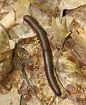 American Giant Millipede - Narceus americanus A common sight in the forests of the Northeast.  This one had some damage to its exoskeleton.<br />
<br />
Habitat: Deciduous forest<br />
https://www.jungledragon.com/image/105011/american_giant_millipede_-_narceus_americanus.html<br />
https://www.jungledragon.com/image/105010/american_giant_millipede_-_narceus_americanus.html American giant millipede,Geotagged,Narceus americanus,Spring,United States,millipede