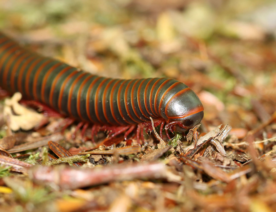 American Giant Millipede - Narceus americanus A common sight in the forests of the Northeast. <br />
<br />
Habitat: Mixed forest<br />
<figure class="photo"><a href="https://www.jungledragon.com/image/105009/american_giant_millipede_-_narceus_americanus.html" title="American Giant Millipede - Narceus americanus"><img src="https://s3.amazonaws.com/media.jungledragon.com/images/3232/105009_thumb.jpg?AWSAccessKeyId=05GMT0V3GWVNE7GGM1R2&Expires=1767225610&Signature=Xcbm5clxLMynsF3Ym7wFGbc3w18%3D" width="126" height="152" alt="American Giant Millipede - Narceus americanus A common sight in the forests of the Northeast.  This one had some damage to its exoskeleton.<br />
<br />
Habitat: Deciduous forest<br />
https://www.jungledragon.com/image/105011/american_giant_millipede_-_narceus_americanus.html<br />
https://www.jungledragon.com/image/105010/american_giant_millipede_-_narceus_americanus.html American giant millipede,Geotagged,Narceus americanus,Spring,United States,millipede" /></a></figure><br />
<figure class="photo"><a href="https://www.jungledragon.com/image/105011/american_giant_millipede_-_narceus_americanus.html" title="American Giant Millipede - Narceus americanus"><img src="https://s3.amazonaws.com/media.jungledragon.com/images/3232/105011_thumb.jpg?AWSAccessKeyId=05GMT0V3GWVNE7GGM1R2&Expires=1767225610&Signature=evITsrtA96PfZ1lyd9LeTxXRWx0%3D" width="124" height="152" alt="American Giant Millipede - Narceus americanus A common sight in the forests of the Northeast.<br />
<br />
Habitat: Deciduous forest<br />
https://www.jungledragon.com/image/105009/american_giant_millipede_-_narceus_americanus.html<br />
https://www.jungledragon.com/image/105010/american_giant_millipede_-_narceus_americanus.html American giant millipede,Geotagged,Narceus americanus,Spring,United States" /></a></figure> American giant millipede,Geotagged,Narceus americanus,Spring,United States