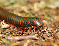 American Giant Millipede - Narceus americanus A common sight in the forests of the Northeast. <br />
<br />
Habitat: Mixed forest<br />
https://www.jungledragon.com/image/105009/american_giant_millipede_-_narceus_americanus.html<br />
https://www.jungledragon.com/image/105011/american_giant_millipede_-_narceus_americanus.html American giant millipede,Geotagged,Narceus americanus,Spring,United States