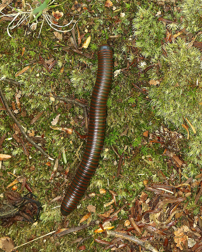 American Giant Millipede - Narceus americanus A common sight in the forests of the Northeast.<br />
<br />
Habitat: Deciduous forest<br />
<figure class="photo"><a href="https://www.jungledragon.com/image/105009/american_giant_millipede_-_narceus_americanus.html" title="American Giant Millipede - Narceus americanus"><img src="https://s3.amazonaws.com/media.jungledragon.com/images/3232/105009_thumb.jpg?AWSAccessKeyId=05GMT0V3GWVNE7GGM1R2&Expires=1767225610&Signature=Xcbm5clxLMynsF3Ym7wFGbc3w18%3D" width="126" height="152" alt="American Giant Millipede - Narceus americanus A common sight in the forests of the Northeast.  This one had some damage to its exoskeleton.<br />
<br />
Habitat: Deciduous forest<br />
https://www.jungledragon.com/image/105011/american_giant_millipede_-_narceus_americanus.html<br />
https://www.jungledragon.com/image/105010/american_giant_millipede_-_narceus_americanus.html American giant millipede,Geotagged,Narceus americanus,Spring,United States,millipede" /></a></figure><br />
<figure class="photo"><a href="https://www.jungledragon.com/image/105010/american_giant_millipede_-_narceus_americanus.html" title="American Giant Millipede - Narceus americanus"><img src="https://s3.amazonaws.com/media.jungledragon.com/images/3232/105010_thumb.jpg?AWSAccessKeyId=05GMT0V3GWVNE7GGM1R2&Expires=1767225610&Signature=4Mb1TQsgB%2Fc82lvBmDP3iL9LAlw%3D" width="200" height="156" alt="American Giant Millipede - Narceus americanus A common sight in the forests of the Northeast. <br />
<br />
Habitat: Mixed forest<br />
https://www.jungledragon.com/image/105009/american_giant_millipede_-_narceus_americanus.html<br />
https://www.jungledragon.com/image/105011/american_giant_millipede_-_narceus_americanus.html American giant millipede,Geotagged,Narceus americanus,Spring,United States" /></a></figure> American giant millipede,Geotagged,Narceus americanus,Spring,United States