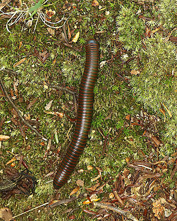 American Giant Millipede - Narceus americanus A common sight in the forests of the Northeast.

Habitat: Deciduous forest
https://www.jungledragon.com/image/105009/american_giant_millipede_-_narceus_americanus.html
https://www.jungledragon.com/image/105010/american_giant_millipede_-_narceus_americanus.html American giant millipede,Geotagged,Narceus americanus,Spring,United States