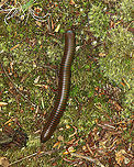 American Giant Millipede - Narceus americanus A common sight in the forests of the Northeast.<br />
<br />
Habitat: Deciduous forest<br />
https://www.jungledragon.com/image/105009/american_giant_millipede_-_narceus_americanus.html<br />
https://www.jungledragon.com/image/105010/american_giant_millipede_-_narceus_americanus.html American giant millipede,Geotagged,Narceus americanus,Spring,United States