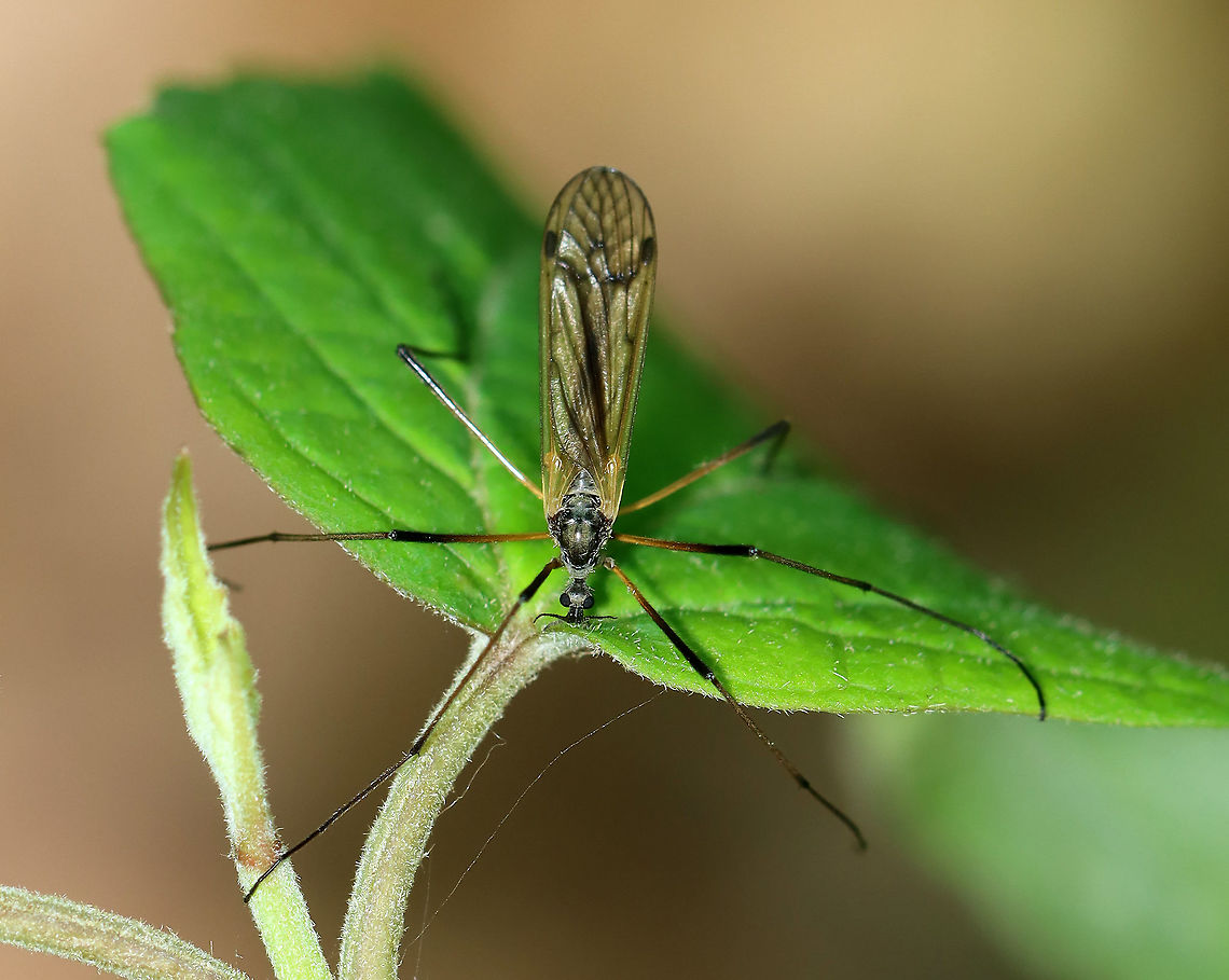 Cranefly Superfamily Tipuloidea Habitat: Deciduous forest Geotagged,Limonia,Spring,Tipuloidea,Trichoptera,United States,cranefly