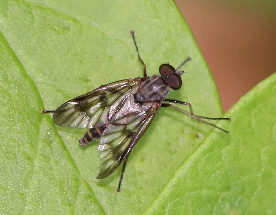 Down-looker Fly - Rhagio mystaceus Habitat: Deciduous forest Diptera,Down-looker fly,Geotagged,Rhagio,Rhagio mystaceus,Spring,United States,fly,snipe fly
