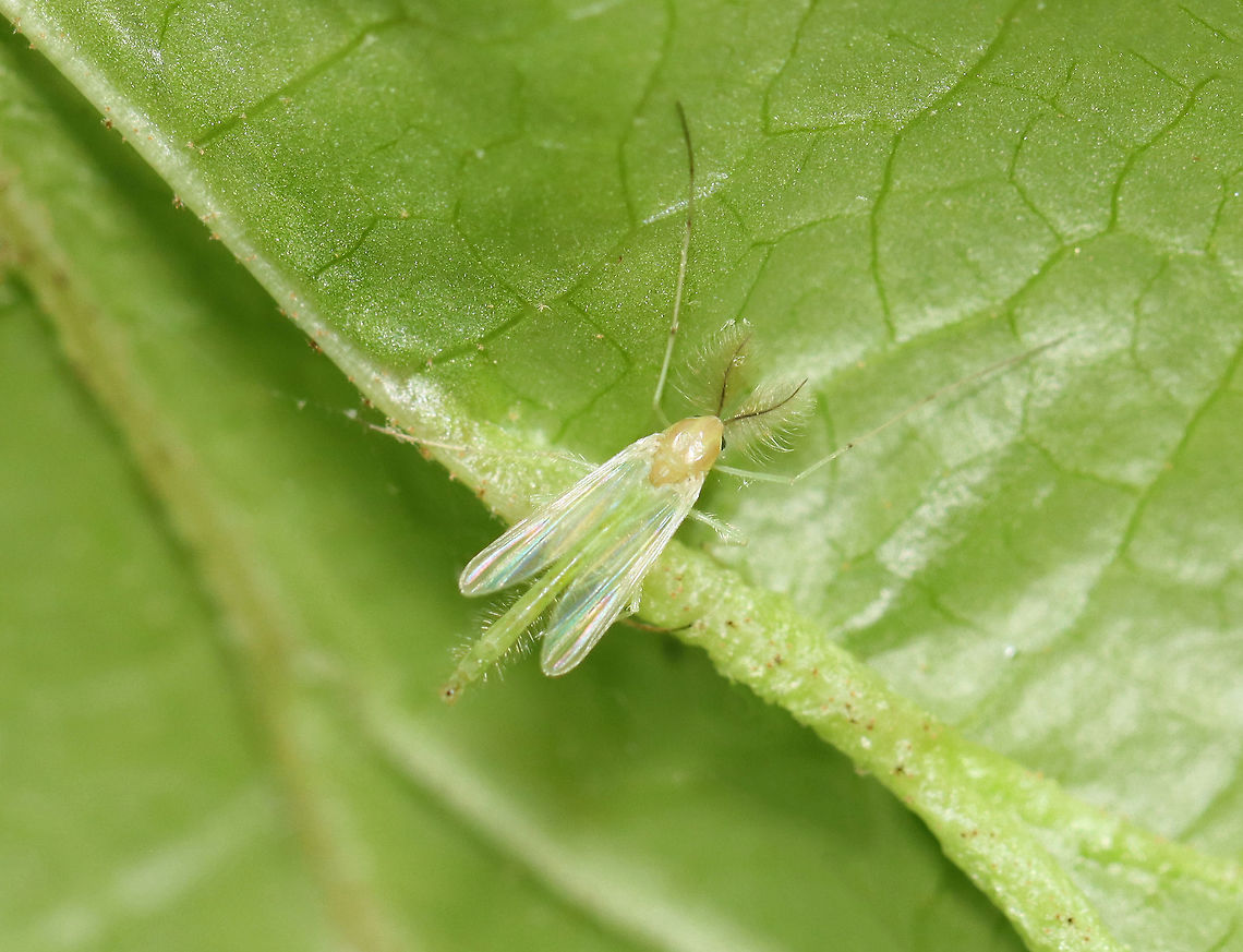 Midge - Chironomus sp. Handsome fella ;)<br />
<br />
Habitat: Resting on a leaf that was folded and contained several galls<br />
<figure class="photo"><a href="https://www.jungledragon.com/image/105029/midge_-_chironomus_sp.html" title="Midge - Chironomus sp."><img src="https://s3.amazonaws.com/media.jungledragon.com/images/3232/105029_thumb.jpg?AWSAccessKeyId=05GMT0V3GWVNE7GGM1R2&Expires=1759968010&Signature=WaUvej9GooSfJ0PJ5Pw4o6100FE%3D" width="200" height="142" alt="Midge - Chironomus sp. Handsome fella ;)<br />
<br />
Habitat: Resting on a leaf that was folded and contained several galls<br />
https://www.jungledragon.com/image/105028/midge_-_chironomus_sp.html Geotagged,Spring,United States" /></a></figure> Chironomidae,Chironomus,Geotagged,Spring,United States,midge