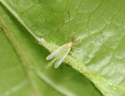 Midge - Chironomus sp. Handsome fella ;)

Habitat: Resting on a leaf that was folded and contained several galls
https://www.jungledragon.com/image/105029/midge_-_chironomus_sp.html Chironomidae,Chironomus,Geotagged,Spring,United States,midge