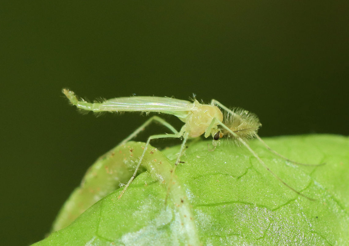 Midge - Chironomus sp. Handsome fella ;)<br />
<br />
Habitat: Resting on a leaf that was folded and contained several galls<br />
<figure class="photo"><a href="https://www.jungledragon.com/image/105028/midge_-_chironomus_sp.html" title="Midge - Chironomus sp."><img src="https://s3.amazonaws.com/media.jungledragon.com/images/3232/105028_thumb.jpg?AWSAccessKeyId=05GMT0V3GWVNE7GGM1R2&Expires=1769040010&Signature=gyg45NIZlA%2FBsaHpetPv5lO0zHg%3D" width="200" height="154" alt="Midge - Chironomus sp. Handsome fella ;)<br />
<br />
Habitat: Resting on a leaf that was folded and contained several galls<br />
https://www.jungledragon.com/image/105029/midge_-_chironomus_sp.html Chironomidae,Chironomus,Geotagged,Spring,United States,midge" /></a></figure> Geotagged,Spring,United States