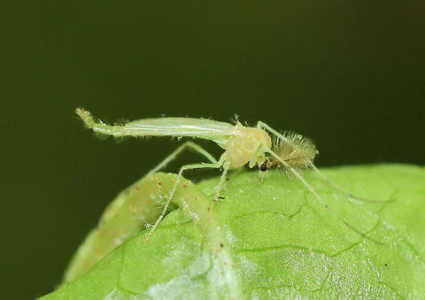 Midge - Chironomus sp. Handsome fella ;)

Habitat: Resting on a leaf that was folded and contained several galls
https://www.jungledragon.com/image/105028/midge_-_chironomus_sp.html Geotagged,Spring,United States