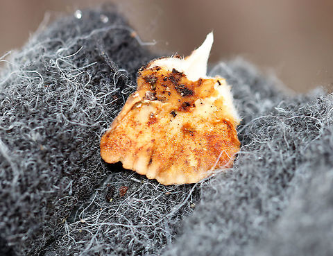 Turkey Tail Fruiting body growing in layers of overlapping rosettes with zones of brown color and a cream-colored margin. The pore surface was orange and mushy from age. This fungus had been frozen and was starting to thaw - the flesh was still tough, but was more mushy than usual.

https://www.jungledragon.com/image/56774/turkey_tail.html Geotagged,Trametes versicolor,Turkey Tail,United States,Winter
