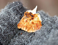 Turkey Tail Fruiting body growing in layers of overlapping rosettes with zones of brown color and a cream-colored margin. The pore surface was orange and mushy from age. This fungus had been frozen and was starting to thaw - the flesh was still tough, but was more mushy than usual.<br />
<br />
https://www.jungledragon.com/image/56774/turkey_tail.html Geotagged,Trametes versicolor,Turkey Tail,United States,Winter