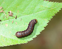 Straight-toothed Sallow Caterpillar - Eupsilia vinulenta There are a few similar Eupsilia species in the eastern US. This species is brown with spiracular stripes and a prominent shield on T1. The head has a dark mask over each lobe. They are widely polyphagous on woody plants.<br />
<br />
Habitat: Deciduous forest<br />
https://www.jungledragon.com/image/105075/straight-toothed_sallow_caterpillar_-_eupsilia_vinulenta.html<br />
https://www.jungledragon.com/image/105074/straight-toothed_sallow_caterpillar_-_eupsilia_vinulenta.html Eupsilia,Eupsilia vinulenta,Geotagged,Spring,Straight-toothed sallow moth,United States,caterpillar,larva