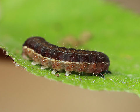 Straight-toothed Sallow Caterpillar - Eupsilia vinulenta There are a few similar Eupsilia species in the eastern US. This species is brown with spiracular stripes and a prominent shield on T1. The head has a dark mask over each lobe. They are widely polyphagous on woody plants.

Habitat: Deciduous forest
https://www.jungledragon.com/image/105073/straight-toothed_sallow_caterpillar_-_eupsilia_vinulenta.html
https://www.jungledragon.com/image/105075/straight-toothed_sallow_caterpillar_-_eupsilia_vinulenta.html Eupsilia vinulenta,Geotagged,Spring,Straight-toothed sallow moth,United States