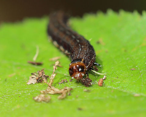 Straight-toothed Sallow Caterpillar - Eupsilia vinulenta There are a few similar Eupsilia species in the eastern US. This species is brown with spiracular stripes and a prominent shield on T1. The head has a dark mask over each lobe. They are widely polyphagous on woody plants.

Habitat: Deciduous forest
https://www.jungledragon.com/image/105073/straight-toothed_sallow_caterpillar_-_eupsilia_vinulenta.html
https://www.jungledragon.com/image/105074/straight-toothed_sallow_caterpillar_-_eupsilia_vinulenta.html Eupsilia vinulenta,Geotagged,Spring,Straight-toothed sallow moth,United States