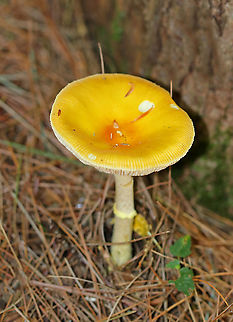 Amanita frostiana Beautiful mushroom with a yellow cap (~ 6-7 cm) that had lighter yellow patches on it. The stem was yellow and had a yellowish ring. Free, white gills that had yellow edges.

Habitat: Mixed forest with lots of pine and eastern hemlock
https://www.jungledragon.com/image/105098/amanita_frostiana.html
https://www.jungledragon.com/image/83803/amanita_frostiana.html Amanita frostiana,Frost&rsquo;s Amanita,Geotagged,Summer,United States