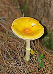 Amanita frostiana Beautiful mushroom with a yellow cap (~ 6-7 cm) that had lighter yellow patches on it. The stem was yellow and had a yellowish ring. Free, white gills that had yellow edges.<br />
<br />
Habitat: Mixed forest with lots of pine and eastern hemlock<br />
https://www.jungledragon.com/image/105098/amanita_frostiana.html<br />
https://www.jungledragon.com/image/83803/amanita_frostiana.html Amanita frostiana,Frost’s Amanita,Geotagged,Summer,United States