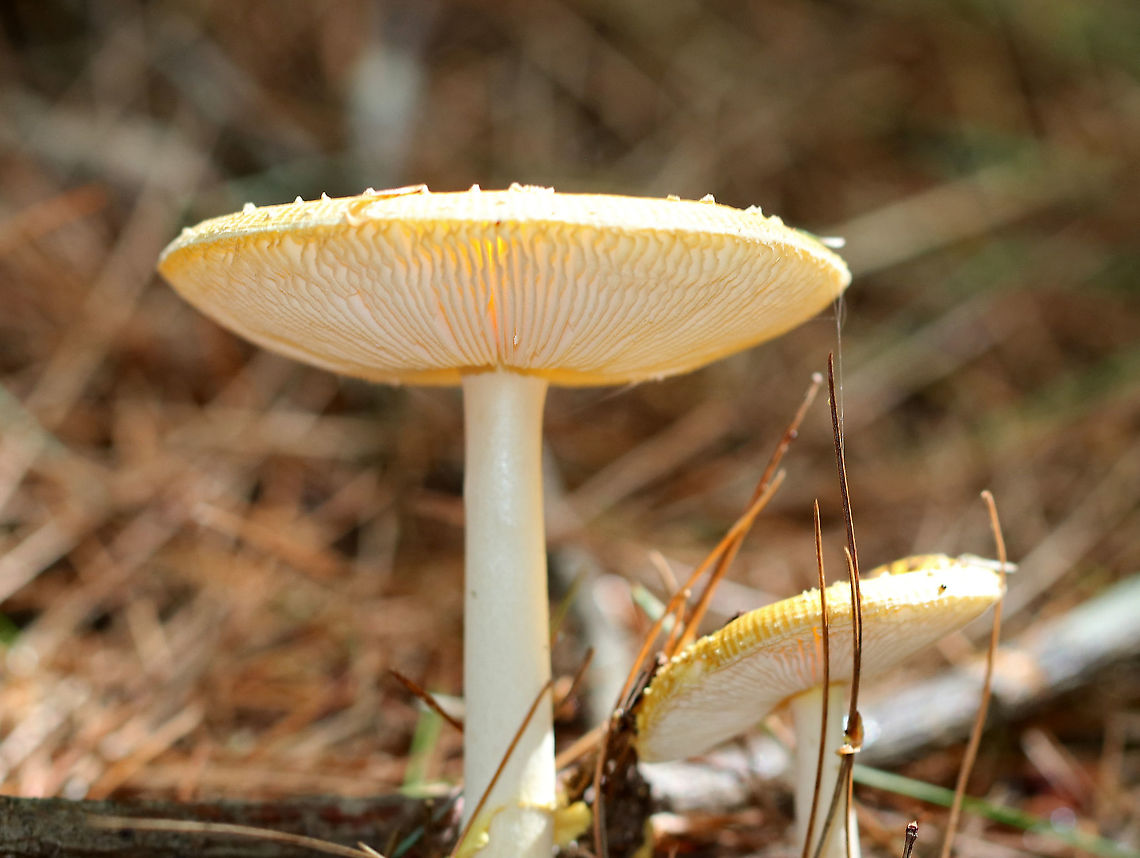 Amanita frostiana Beautiful mushroom with a yellow cap (~ 6-7 cm) that had lighter yellow patches on it. The stem was yellow and had a yellowish ring. Free, white gills that had yellow edges.<br />
<br />
Habitat: Mixed forest with lots of pine and eastern hemlock<br />
<figure class="photo"><a href="https://www.jungledragon.com/image/83803/amanita_frostiana.html" title="Amanita frostiana"><img src="https://s3.amazonaws.com/media.jungledragon.com/images/3232/83803_thumb.jpg?AWSAccessKeyId=05GMT0V3GWVNE7GGM1R2&Expires=1759968010&Signature=JiCMo8YYRhu0ERZM7mTgHkryrnU%3D" width="148" height="152" alt="Amanita frostiana Beautiful mushroom with a yellow cap (~ 6-7 cm) that had lighter yellow patches on it. The stem was yellow and had a yellowish ring. Free, white gills that had yellow edges.<br />
<br />
Habitat: Mixed forest with lots of pine and eastern hemlock<br />
https://www.jungledragon.com/image/105098/amanita_frostiana.html<br />
https://www.jungledragon.com/image/105097/amanita_frostiana.html Amanita frostiana,Geotagged,Summer,United States,amanita,amanita frostiana" /></a></figure><br />
<figure class="photo"><a href="https://www.jungledragon.com/image/105097/amanita_frostiana.html" title="Amanita frostiana"><img src="https://s3.amazonaws.com/media.jungledragon.com/images/3232/105097_thumb.jpg?AWSAccessKeyId=05GMT0V3GWVNE7GGM1R2&Expires=1759968010&Signature=ExgyA5UKZokd6ovsa%2BNXwUZdZDY%3D" width="110" height="152" alt="Amanita frostiana Beautiful mushroom with a yellow cap (~ 6-7 cm) that had lighter yellow patches on it. The stem was yellow and had a yellowish ring. Free, white gills that had yellow edges.<br />
<br />
Habitat: Mixed forest with lots of pine and eastern hemlock<br />
https://www.jungledragon.com/image/105098/amanita_frostiana.html<br />
https://www.jungledragon.com/image/83803/amanita_frostiana.html Amanita frostiana,Frost&rsquo;s Amanita,Geotagged,Summer,United States" /></a></figure> Amanita frostiana,Frost’s Amanita,Geotagged,Summer,United States