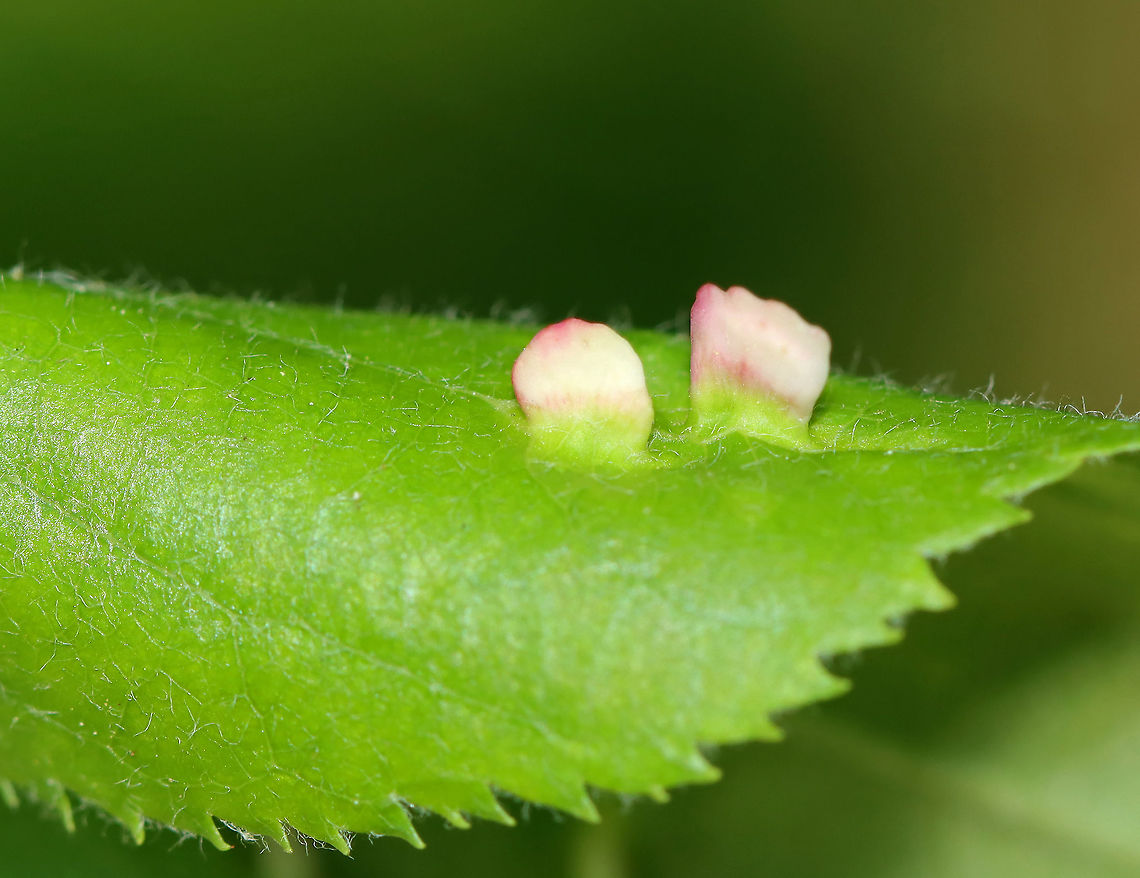 Galls - Blaesodiplosis sp. Habitat: Deciduous forest; I think the host is Shadbush (Amelanchier sp.)<br />
<figure class="photo"><a href="https://www.jungledragon.com/image/105115/galls_-_blaesodiplosis_sp.html" title="Galls - Blaesodiplosis sp."><img src="https://s3.amazonaws.com/media.jungledragon.com/images/3232/105115_thumb.jpg?AWSAccessKeyId=05GMT0V3GWVNE7GGM1R2&Expires=1759968010&Signature=iX8SpD7qXjwSO0oOUmhJHQHzulk%3D" width="200" height="150" alt="Galls - Blaesodiplosis sp. Habitat: Deciduous forest; I think the host is Shadbush (Amelanchier sp.)<br />
https://www.jungledragon.com/image/105113/galls_-_blaesodiplosis_sp.html<br />
https://www.jungledragon.com/image/105114/galls_-_blaesodiplosis_sp.html Geotagged,Spring,United States" /></a></figure><br />
<figure class="photo"><a href="https://www.jungledragon.com/image/105114/galls_-_blaesodiplosis_sp.html" title="Galls - Blaesodiplosis sp."><img src="https://s3.amazonaws.com/media.jungledragon.com/images/3232/105114_thumb.jpg?AWSAccessKeyId=05GMT0V3GWVNE7GGM1R2&Expires=1759968010&Signature=YDgW91iGXUyBXK4WBdFxisDikz4%3D" width="200" height="158" alt="Galls - Blaesodiplosis sp. Habitat: Deciduous forest; I think the host is Shadbush (Amelanchier sp.)<br />
https://www.jungledragon.com/image/105115/galls_-_blaesodiplosis_sp.html<br />
https://www.jungledragon.com/image/105113/galls_-_blaesodiplosis_sp.html Geotagged,Spring,United States" /></a></figure> Blaesodiplosis,Geotagged,Spring,United States,galls