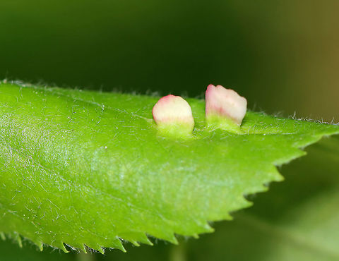 Galls - Blaesodiplosis sp. Habitat: Deciduous forest; I think the host is Shadbush (Amelanchier sp.)
https://www.jungledragon.com/image/105115/galls_-_blaesodiplosis_sp.html
https://www.jungledragon.com/image/105114/galls_-_blaesodiplosis_sp.html Blaesodiplosis,Geotagged,Spring,United States,galls