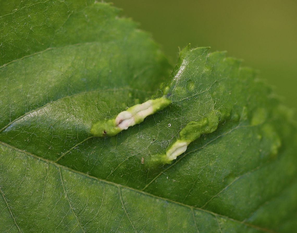 Galls - Blaesodiplosis sp. Habitat: Deciduous forest; I think the host is Shadbush (Amelanchier sp.)<br />
<figure class="photo"><a href="https://www.jungledragon.com/image/105115/galls_-_blaesodiplosis_sp.html" title="Galls - Blaesodiplosis sp."><img src="https://s3.amazonaws.com/media.jungledragon.com/images/3232/105115_thumb.jpg?AWSAccessKeyId=05GMT0V3GWVNE7GGM1R2&Expires=1759968010&Signature=iX8SpD7qXjwSO0oOUmhJHQHzulk%3D" width="200" height="150" alt="Galls - Blaesodiplosis sp. Habitat: Deciduous forest; I think the host is Shadbush (Amelanchier sp.)<br />
https://www.jungledragon.com/image/105113/galls_-_blaesodiplosis_sp.html<br />
https://www.jungledragon.com/image/105114/galls_-_blaesodiplosis_sp.html Geotagged,Spring,United States" /></a></figure><br />
<figure class="photo"><a href="https://www.jungledragon.com/image/105113/galls_-_blaesodiplosis_sp.html" title="Galls - Blaesodiplosis sp."><img src="https://s3.amazonaws.com/media.jungledragon.com/images/3232/105113_thumb.jpg?AWSAccessKeyId=05GMT0V3GWVNE7GGM1R2&Expires=1759968010&Signature=3oUg2X0FxorE2Gb1xwh5GTA6Aco%3D" width="200" height="156" alt="Galls - Blaesodiplosis sp. Habitat: Deciduous forest; I think the host is Shadbush (Amelanchier sp.)<br />
https://www.jungledragon.com/image/105115/galls_-_blaesodiplosis_sp.html<br />
https://www.jungledragon.com/image/105114/galls_-_blaesodiplosis_sp.html Blaesodiplosis,Geotagged,Spring,United States,galls" /></a></figure> Geotagged,Spring,United States