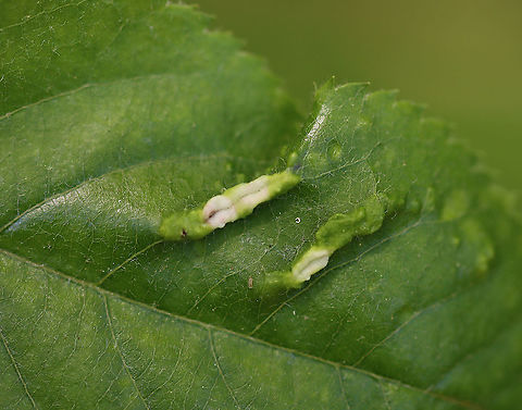 Galls - Blaesodiplosis sp. Habitat: Deciduous forest; I think the host is Shadbush (Amelanchier sp.)
https://www.jungledragon.com/image/105115/galls_-_blaesodiplosis_sp.html
https://www.jungledragon.com/image/105113/galls_-_blaesodiplosis_sp.html Geotagged,Spring,United States