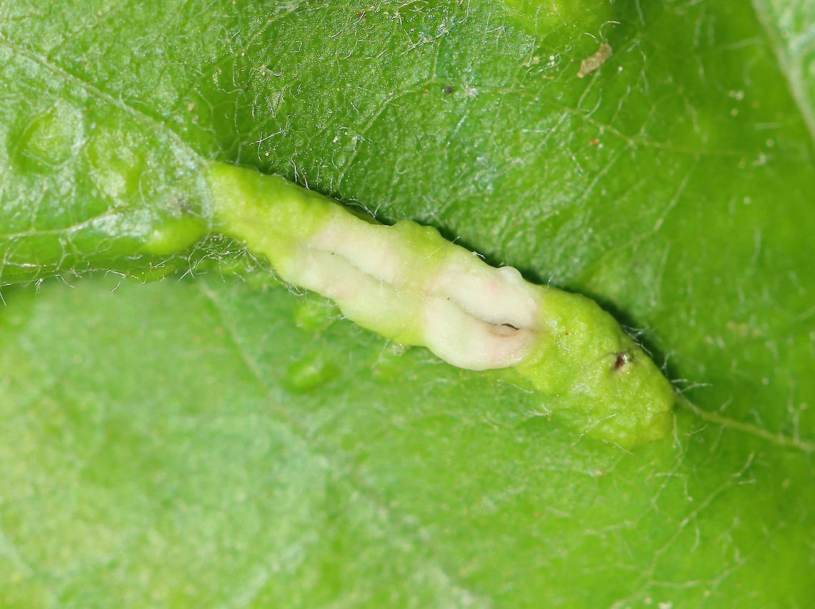 Galls - Blaesodiplosis sp. Habitat: Deciduous forest; I think the host is Shadbush (Amelanchier sp.)<br />
<figure class="photo"><a href="https://www.jungledragon.com/image/105113/galls_-_blaesodiplosis_sp.html" title="Galls - Blaesodiplosis sp."><img src="https://s3.amazonaws.com/media.jungledragon.com/images/3232/105113_thumb.jpg?AWSAccessKeyId=05GMT0V3GWVNE7GGM1R2&Expires=1763596810&Signature=pIrIAfhSX8cV0lqMh59fkvpxB6c%3D" width="200" height="156" alt="Galls - Blaesodiplosis sp. Habitat: Deciduous forest; I think the host is Shadbush (Amelanchier sp.)<br />
https://www.jungledragon.com/image/105115/galls_-_blaesodiplosis_sp.html<br />
https://www.jungledragon.com/image/105114/galls_-_blaesodiplosis_sp.html Blaesodiplosis,Geotagged,Spring,United States,galls" /></a></figure><br />
<figure class="photo"><a href="https://www.jungledragon.com/image/105114/galls_-_blaesodiplosis_sp.html" title="Galls - Blaesodiplosis sp."><img src="https://s3.amazonaws.com/media.jungledragon.com/images/3232/105114_thumb.jpg?AWSAccessKeyId=05GMT0V3GWVNE7GGM1R2&Expires=1763596810&Signature=hMWjHduPEsU9jk4M%2FkkkaaKXkYE%3D" width="200" height="158" alt="Galls - Blaesodiplosis sp. Habitat: Deciduous forest; I think the host is Shadbush (Amelanchier sp.)<br />
https://www.jungledragon.com/image/105115/galls_-_blaesodiplosis_sp.html<br />
https://www.jungledragon.com/image/105113/galls_-_blaesodiplosis_sp.html Geotagged,Spring,United States" /></a></figure> Geotagged,Spring,United States