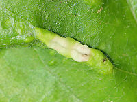 Galls - Blaesodiplosis sp. Habitat: Deciduous forest; I think the host is Shadbush (Amelanchier sp.)<br />
https://www.jungledragon.com/image/105113/galls_-_blaesodiplosis_sp.html<br />
https://www.jungledragon.com/image/105114/galls_-_blaesodiplosis_sp.html Geotagged,Spring,United States
