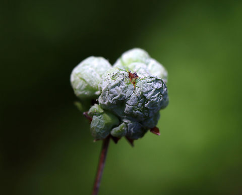 Pinxter Apple - Exobasidium vaccinii The galls, which are caused by the fungus, Exobasidium vaccinii, develop on leaves, branch tips, and flowers. I've read that the galls are edible, but since the plant host is toxic (Rhodendron periclymenoides), I wouldn't recommend trying them.
Habitat: Rhodendron periclymenoides; deciduous forest
https://www.jungledragon.com/image/105120/pinxter_apple_-_exobasidium_vaccinii.html
https://www.jungledragon.com/image/105119/pinxter_apple_-_exobasidium_vaccinii.html
https://www.jungledragon.com/image/105118/pinxter_apple_-_exobasidium_vaccinii.html
https://www.jungledragon.com/image/105117/pinxter_apple_-_exobasidium_vaccinii.html Cowberry Redleaf,Exobasidium,Exobasidium vaccinii,Geotagged,Spring,United States,azalea gall,gall,pinxter apple