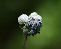 Pinxter Apple - Exobasidium vaccinii The galls, which are caused by the fungus, Exobasidium vaccinii, develop on leaves, branch tips, and flowers. I've read that the galls are edible, but since the plant host is toxic (Rhodendron periclymenoides), I wouldn't recommend trying them.<br />
<br />
Habitat: Rhodendron periclymenoides; deciduous forest<br />
https://www.jungledragon.com/image/105120/pinxter_apple_-_exobasidium_vaccinii.html<br />
https://www.jungledragon.com/image/105119/pinxter_apple_-_exobasidium_vaccinii.html<br />
https://www.jungledragon.com/image/105118/pinxter_apple_-_exobasidium_vaccinii.html<br />
https://www.jungledragon.com/image/105117/pinxter_apple_-_exobasidium_vaccinii.html Cowberry Redleaf,Exobasidium,Exobasidium vaccinii,Geotagged,Spring,United States,azalea gall,gall,pinxter apple