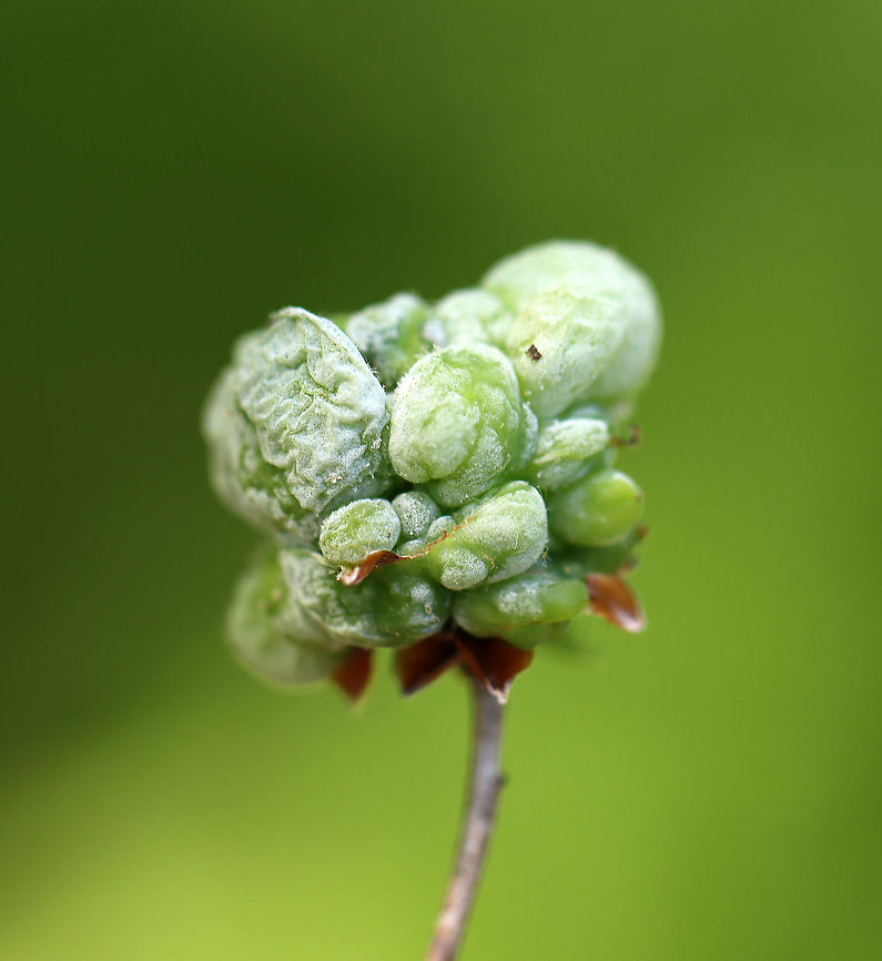 Pinxter Apple - Exobasidium vaccinii The galls, which are caused by the fungus, Exobasidium vaccinii, develop on leaves, branch tips, and flowers. I&#039;ve read that the galls are edible, but since the plant host is toxic (Rhodendron periclymenoides), I wouldn&#039;t recommend trying them.<br />
<br />
Habitat: Rhodendron periclymenoides; deciduous forest<br />
<figure class="photo"><a href="https://www.jungledragon.com/image/105118/pinxter_apple_-_exobasidium_vaccinii.html" title="Pinxter Apple - Exobasidium vaccinii"><img src="https://s3.amazonaws.com/media.jungledragon.com/images/3232/105118_thumb.jpg?AWSAccessKeyId=05GMT0V3GWVNE7GGM1R2&Expires=1767225610&Signature=J%2BGkwBulco0uJAb1pP02%2B4J%2BVjs%3D" width="200" height="170" alt="Pinxter Apple - Exobasidium vaccinii The galls, which are caused by the fungus, Exobasidium vaccinii, develop on leaves, branch tips, and flowers. I&#039;ve read that the galls are edible, but since the plant host is toxic (Rhodendron periclymenoides), I wouldn&#039;t recommend trying them.<br />
<br />
Habitat: Rhodendron periclymenoides; deciduous forest<br />
https://www.jungledragon.com/image/105119/pinxter_apple_-_exobasidium_vaccinii.html<br />
https://www.jungledragon.com/image/105117/pinxter_apple_-_exobasidium_vaccinii.html<br />
https://www.jungledragon.com/image/105120/pinxter_apple_-_exobasidium_vaccinii.html<br />
https://www.jungledragon.com/image/105116/pinxter_apple_-_exobasidium_vaccinii.html Cowberry Redleaf,Exobasidium vaccinii,Geotagged,Spring,United States" /></a></figure><br />
<figure class="photo"><a href="https://www.jungledragon.com/image/105119/pinxter_apple_-_exobasidium_vaccinii.html" title="Pinxter Apple - Exobasidium vaccinii"><img src="https://s3.amazonaws.com/media.jungledragon.com/images/3232/105119_thumb.jpg?AWSAccessKeyId=05GMT0V3GWVNE7GGM1R2&Expires=1767225610&Signature=bjc09VVJd5%2BX9QT76KPYbYsnS3s%3D" width="200" height="166" alt="Pinxter Apple - Exobasidium vaccinii The galls, which are caused by the fungus, Exobasidium vaccinii, develop on leaves, branch tips, and flowers. I&#039;ve read that the galls are edible, but since the plant host is toxic (Rhodendron periclymenoides), I wouldn&#039;t recommend trying them.<br />
<br />
Habitat: Rhodendron periclymenoides; deciduous forest<br />
https://www.jungledragon.com/image/105116/pinxter_apple_-_exobasidium_vaccinii.html<br />
https://www.jungledragon.com/image/105120/pinxter_apple_-_exobasidium_vaccinii.html<br />
https://www.jungledragon.com/image/105118/pinxter_apple_-_exobasidium_vaccinii.html<br />
https://www.jungledragon.com/image/105117/pinxter_apple_-_exobasidium_vaccinii.html Cowberry Redleaf,Exobasidium vaccinii,Geotagged,Spring,United States" /></a></figure><br />
<figure class="photo"><a href="https://www.jungledragon.com/image/105120/pinxter_apple_-_exobasidium_vaccinii.html" title="Pinxter Apple - Exobasidium vaccinii"><img src="https://s3.amazonaws.com/media.jungledragon.com/images/3232/105120_thumb.jpg?AWSAccessKeyId=05GMT0V3GWVNE7GGM1R2&Expires=1767225610&Signature=b9r%2BgIF3095hOmsB0KckZfYj2M4%3D" width="200" height="158" alt="Pinxter Apple - Exobasidium vaccinii The galls, which are caused by the fungus, Exobasidium vaccinii, develop on leaves, branch tips, and flowers. I&#039;ve read that the galls are edible, but since the plant host is toxic (Rhodendron periclymenoides), I wouldn&#039;t recommend trying them.<br />
<br />
Habitat: Rhodendron periclymenoides; deciduous forest<br />
https://www.jungledragon.com/image/105116/pinxter_apple_-_exobasidium_vaccinii.html<br />
https://www.jungledragon.com/image/105119/pinxter_apple_-_exobasidium_vaccinii.html<br />
https://www.jungledragon.com/image/105118/pinxter_apple_-_exobasidium_vaccinii.html<br />
https://www.jungledragon.com/image/105117/pinxter_apple_-_exobasidium_vaccinii.html Cowberry Redleaf,Exobasidium vaccinii,Geotagged,Spring,United States" /></a></figure><br />
<figure class="photo"><a href="https://www.jungledragon.com/image/105116/pinxter_apple_-_exobasidium_vaccinii.html" title="Pinxter Apple - Exobasidium vaccinii"><img src="https://s3.amazonaws.com/media.jungledragon.com/images/3232/105116_thumb.jpg?AWSAccessKeyId=05GMT0V3GWVNE7GGM1R2&Expires=1767225610&Signature=eAgFVvx4p9IBn8hsQtxwawMv47g%3D" width="200" height="162" alt="Pinxter Apple - Exobasidium vaccinii The galls, which are caused by the fungus, Exobasidium vaccinii, develop on leaves, branch tips, and flowers.  I&#039;ve read that the galls are edible, but since the plant host is toxic (Rhodendron periclymenoides), I wouldn&#039;t recommend trying them.<br />
<br />
Habitat: Rhodendron periclymenoides; deciduous forest<br />
https://www.jungledragon.com/image/105120/pinxter_apple_-_exobasidium_vaccinii.html<br />
https://www.jungledragon.com/image/105119/pinxter_apple_-_exobasidium_vaccinii.html<br />
https://www.jungledragon.com/image/105118/pinxter_apple_-_exobasidium_vaccinii.html<br />
https://www.jungledragon.com/image/105117/pinxter_apple_-_exobasidium_vaccinii.html Cowberry Redleaf,Exobasidium,Exobasidium vaccinii,Geotagged,Spring,United States,azalea gall,gall,pinxter apple" /></a></figure> Cowberry Redleaf,Exobasidium vaccinii,Geotagged,Spring,United States
