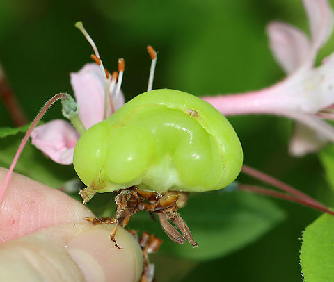 Pinxter Apple - Exobasidium vaccinii The galls, which are caused by the fungus, Exobasidium vaccinii, develop on leaves, branch tips, and flowers. I've read that the galls are edible, but since the plant host is toxic (Rhodendron periclymenoides), I wouldn't recommend trying them.

Habitat: Rhodendron periclymenoides; deciduous forest
https://www.jungledragon.com/image/105119/pinxter_apple_-_exobasidium_vaccinii.html
https://www.jungledragon.com/image/105117/pinxter_apple_-_exobasidium_vaccinii.html
https://www.jungledragon.com/image/105120/pinxter_apple_-_exobasidium_vaccinii.html
https://www.jungledragon.com/image/105116/pinxter_apple_-_exobasidium_vaccinii.html Cowberry Redleaf,Exobasidium vaccinii,Geotagged,Spring,United States