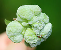 Pinxter Apple - Exobasidium vaccinii The galls, which are caused by the fungus, Exobasidium vaccinii, develop on leaves, branch tips, and flowers. I've read that the galls are edible, but since the plant host is toxic (Rhodendron periclymenoides), I wouldn't recommend trying them.<br />
<br />
Habitat: Rhodendron periclymenoides; deciduous forest<br />
https://www.jungledragon.com/image/105116/pinxter_apple_-_exobasidium_vaccinii.html<br />
https://www.jungledragon.com/image/105120/pinxter_apple_-_exobasidium_vaccinii.html<br />
https://www.jungledragon.com/image/105118/pinxter_apple_-_exobasidium_vaccinii.html<br />
https://www.jungledragon.com/image/105117/pinxter_apple_-_exobasidium_vaccinii.html Cowberry Redleaf,Exobasidium vaccinii,Geotagged,Spring,United States
