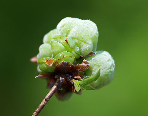 Pinxter Apple - Exobasidium vaccinii The galls, which are caused by the fungus, Exobasidium vaccinii, develop on leaves, branch tips, and flowers. I've read that the galls are edible, but since the plant host is toxic (Rhodendron periclymenoides), I wouldn't recommend trying them.

Habitat: Rhodendron periclymenoides; deciduous forest
https://www.jungledragon.com/image/105116/pinxter_apple_-_exobasidium_vaccinii.html
https://www.jungledragon.com/image/105119/pinxter_apple_-_exobasidium_vaccinii.html
https://www.jungledragon.com/image/105118/pinxter_apple_-_exobasidium_vaccinii.html
https://www.jungledragon.com/image/105117/pinxter_apple_-_exobasidium_vaccinii.html Cowberry Redleaf,Exobasidium vaccinii,Geotagged,Spring,United States