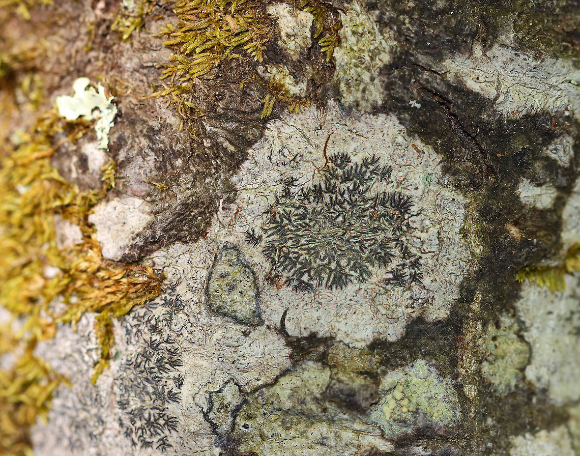 Script Lichen - Graphis scripta There were lots of moss and lichen on this tree!<br />
<br />
Habitat: Growing on hardwood Geotagged,Graphis scripta,Script lichen,Spring,United States,lichen. Graphis
