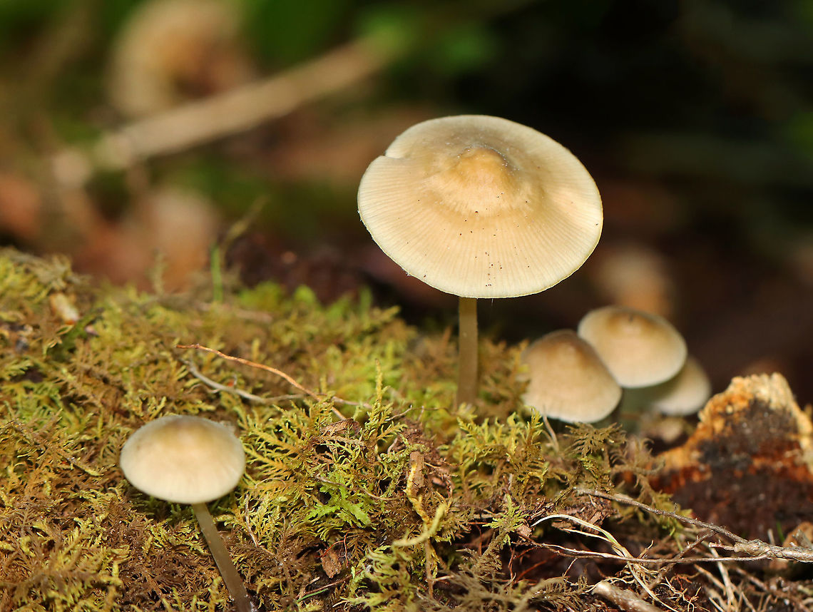 Mycena galericulata Cap: With a central bump; lined; tacky; tan<br />
<br />
Gills: Whitish; short gills present<br />
<br />
Stem: Slightly darker than the cap<br />
<br />
Habitat: Rotting hardwood<br />
<figure class="photo"><a href="https://www.jungledragon.com/image/105123/mycena_galericulata.html" title="Mycena galericulata"><img src="https://s3.amazonaws.com/media.jungledragon.com/images/3232/105123_thumb.jpg?AWSAccessKeyId=05GMT0V3GWVNE7GGM1R2&Expires=1767225610&Signature=d7XzwbpU9rPjjYkVcW4Wq6FD5fk%3D" width="200" height="150" alt="Mycena galericulata Cap: With a central bump; lined; tacky; tan<br />
<br />
Gills: Whitish; short gills present<br />
<br />
Stem: Slightly darker than the cap<br />
<br />
Habitat: Rotting hardwood<br />
https://www.jungledragon.com/image/105122/mycena_galericulata.html Geotagged,Mycena galericulata,Rosy-gill fairy helmet,Spring,United States" /></a></figure> Geotagged,Mycena,Mycena galericulata,Rosy-gill fairy helmet,Spring,United States