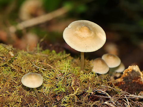 Mycena galericulata Cap: With a central bump; lined; tacky; tan
Gills: Whitish; short gills present
Stem: Slightly darker than the cap
Habitat: Rotting hardwood
https://www.jungledragon.com/image/105123/mycena_galericulata.html Geotagged,Mycena,Mycena galericulata,Rosy-gill fairy helmet,Spring,United States