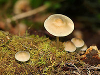 Mycena galericulata Cap: With a central bump; lined; tacky; tan<br />
<br />
Gills: Whitish; short gills present<br />
<br />
Stem: Slightly darker than the cap<br />
<br />
Habitat: Rotting hardwood<br />
https://www.jungledragon.com/image/105123/mycena_galericulata.html Geotagged,Mycena,Mycena galericulata,Rosy-gill fairy helmet,Spring,United States