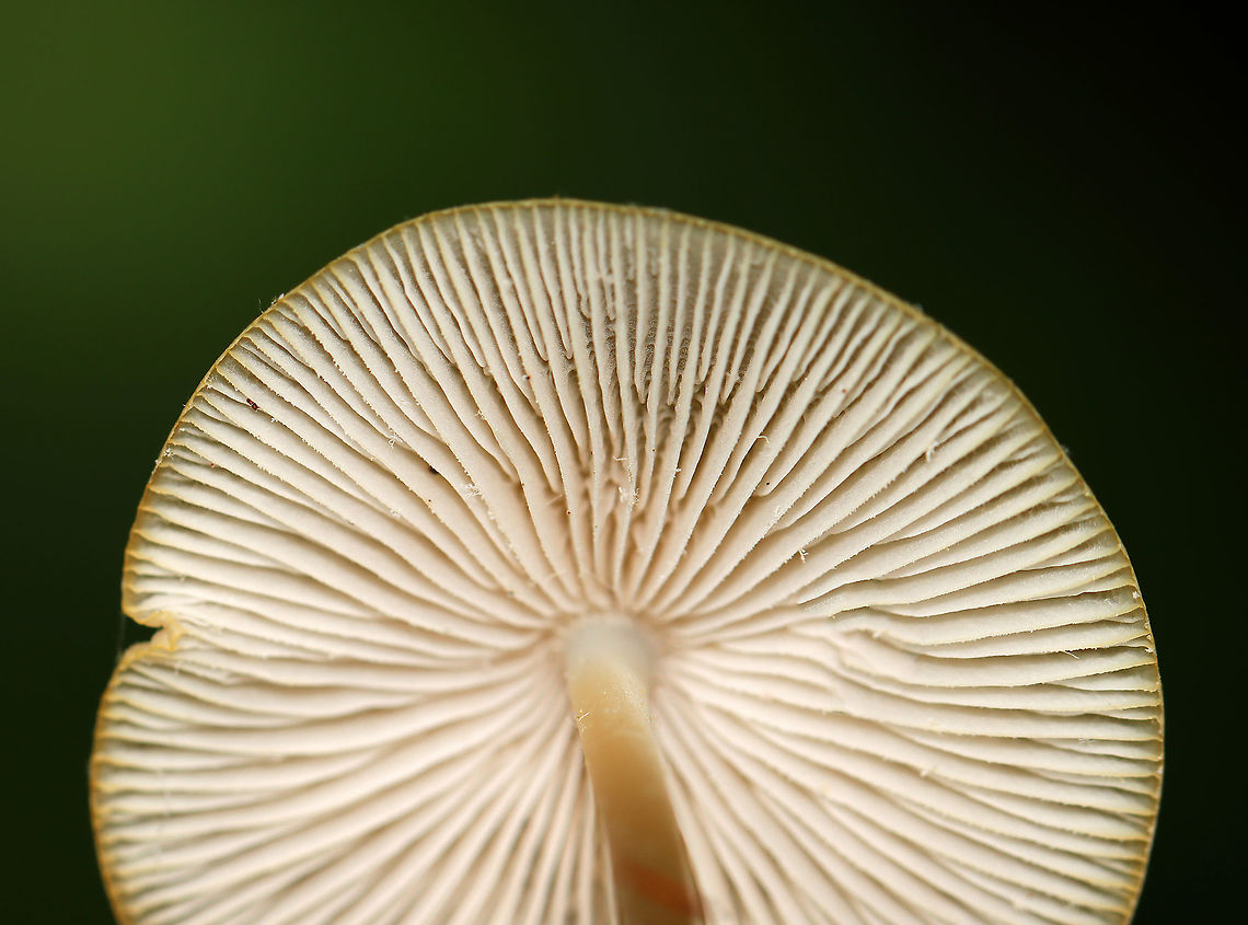 Mycena galericulata Cap: With a central bump; lined; tacky; tan<br />
<br />
Gills: Whitish; short gills present<br />
<br />
Stem: Slightly darker than the cap<br />
<br />
Habitat: Rotting hardwood<br />
<figure class="photo"><a href="https://www.jungledragon.com/image/105122/mycena_galericulata.html" title="Mycena galericulata"><img src="https://s3.amazonaws.com/media.jungledragon.com/images/3232/105122_thumb.jpg?AWSAccessKeyId=05GMT0V3GWVNE7GGM1R2&Expires=1767225610&Signature=Ckf54V0b2nb%2FVDNu%2FzaWXNqyD8U%3D" width="200" height="152" alt="Mycena galericulata Cap: With a central bump; lined; tacky; tan<br />
<br />
Gills: Whitish; short gills present<br />
<br />
Stem: Slightly darker than the cap<br />
<br />
Habitat: Rotting hardwood<br />
https://www.jungledragon.com/image/105123/mycena_galericulata.html Geotagged,Mycena,Mycena galericulata,Rosy-gill fairy helmet,Spring,United States" /></a></figure> Geotagged,Mycena galericulata,Rosy-gill fairy helmet,Spring,United States