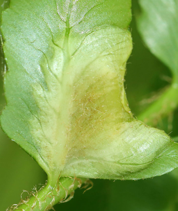 Leaf Mine/Gall(?) on Christmas Fern (Polystichum acrostichoides) I have no idea what these are. Maybe leaf mines, galls, or some kind of mechanical damage?<br />
<br />
Habitat: Mesic, mixed forest<br />
<figure class="photo"><a href="https://www.jungledragon.com/image/105144/leaf_minegall_on_christmas_fern_polystichum_acrostichoides.html" title="Leaf Mine/Gall(?) on Christmas Fern (Polystichum acrostichoides)"><img src="https://s3.amazonaws.com/media.jungledragon.com/images/3232/105144_thumb.jpg?AWSAccessKeyId=05GMT0V3GWVNE7GGM1R2&Expires=1769040010&Signature=Uqi4wSCy%2FBgCGFkSqLc4VZ6I8a8%3D" width="200" height="162" alt="Leaf Mine/Gall(?) on Christmas Fern (Polystichum acrostichoides) I have no idea what these are. Maybe leaf mines, galls, or some kind of mechanical damage?<br />
<br />
Habitat: Mesic, mixed forest<br />
https://www.jungledragon.com/image/105143/leaf_minegall_on_christmas_fern_polystichum_acrostichoides.html Geotagged,Spring,United States" /></a></figure> Christmas fern,Geotagged,Polystichum,Polystichum acrostichoides,Spring,United States,fern leaf mine,gall,leaf mine