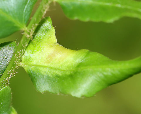 Leaf Mine/Gall(?) on Christmas Fern (Polystichum acrostichoides) I have no idea what these are. Maybe leaf mines, galls, or some kind of mechanical damage?

Habitat: Mesic, mixed forest
https://www.jungledragon.com/image/105143/leaf_minegall_on_christmas_fern_polystichum_acrostichoides.html Geotagged,Spring,United States