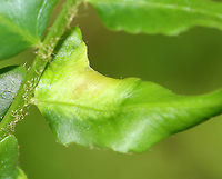 Leaf Mine/Gall(?) on Christmas Fern (Polystichum acrostichoides) I have no idea what these are. Maybe leaf mines, galls, or some kind of mechanical damage?<br />
<br />
Habitat: Mesic, mixed forest<br />
https://www.jungledragon.com/image/105143/leaf_minegall_on_christmas_fern_polystichum_acrostichoides.html Geotagged,Spring,United States