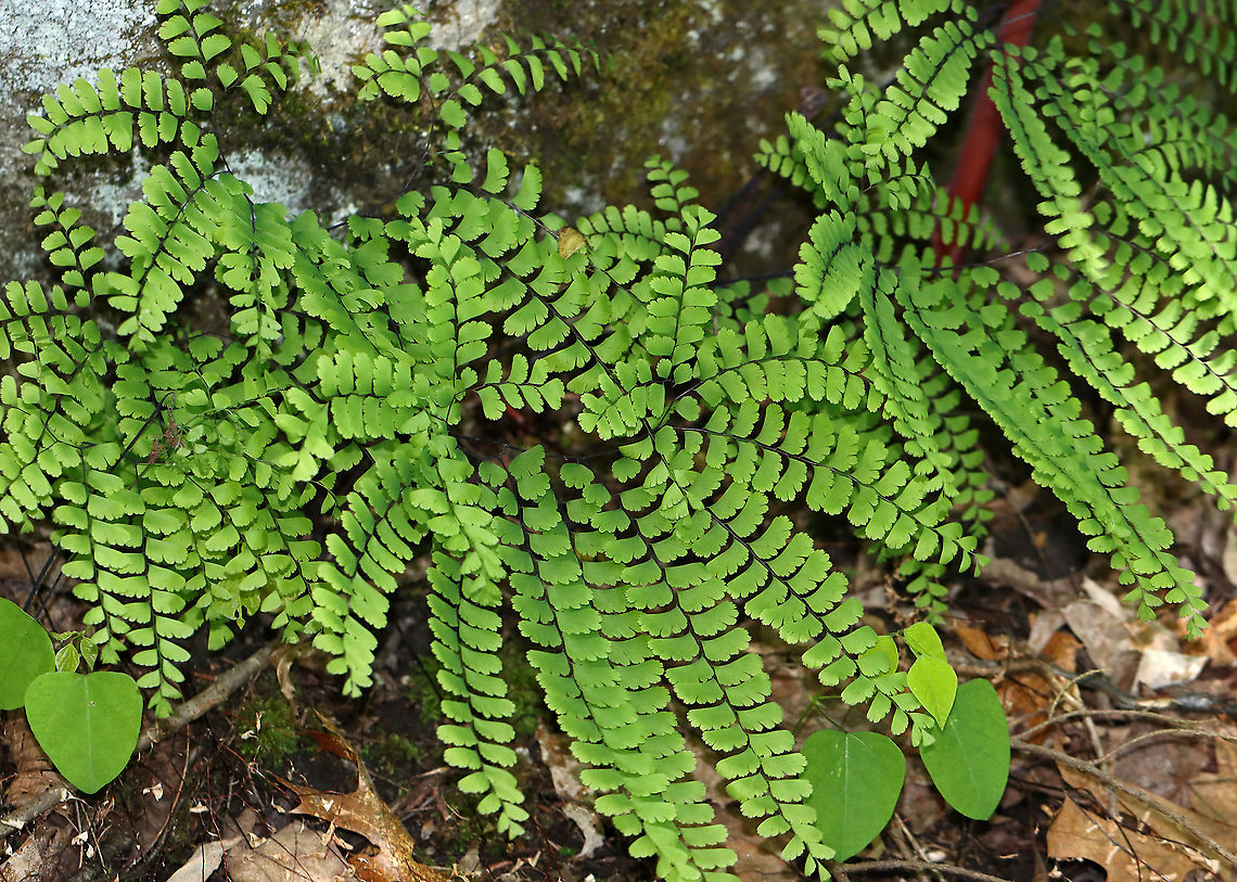 Northern Maidenhair Fern - Adiantum pedatum One of my favorite ferns.<br />
<br />
Habitat: Mesic, mixed forest Adiantum,Adiantum pedatum,Geotagged,Northern maidenhair fern,Spring,United States,fern