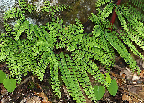Northern Maidenhair Fern - Adiantum pedatum One of my favorite ferns.

Habitat: Mesic, mixed forest Adiantum,Adiantum pedatum,Geotagged,Northern maidenhair fern,Spring,United States,fern